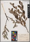 Foto von Salix aurita L. x Salix cinerea L.